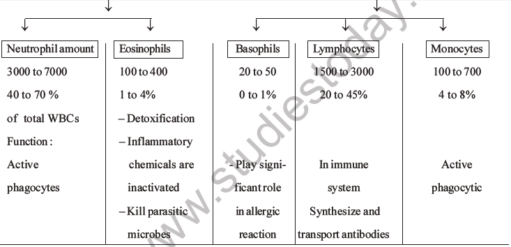 NEET Biology Body Fluids and Circulation MCQs Set B-2