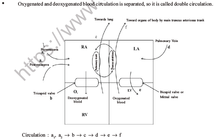 NEET Biology Body Fluids and Circulation MCQs Set B-21