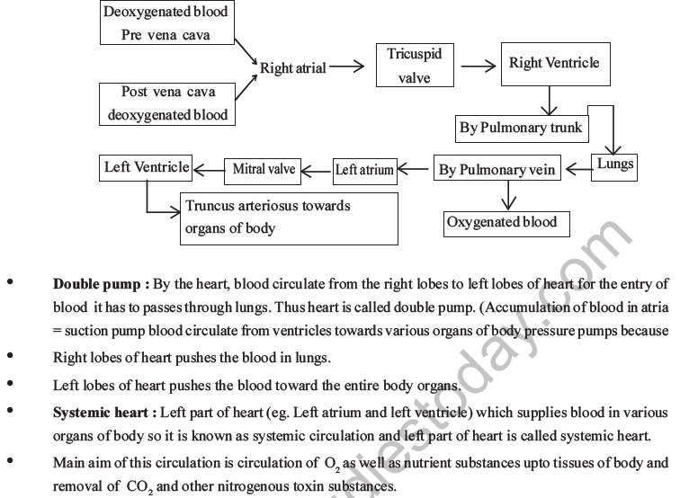 NEET Biology Body Fluids and Circulation MCQs Set B-22