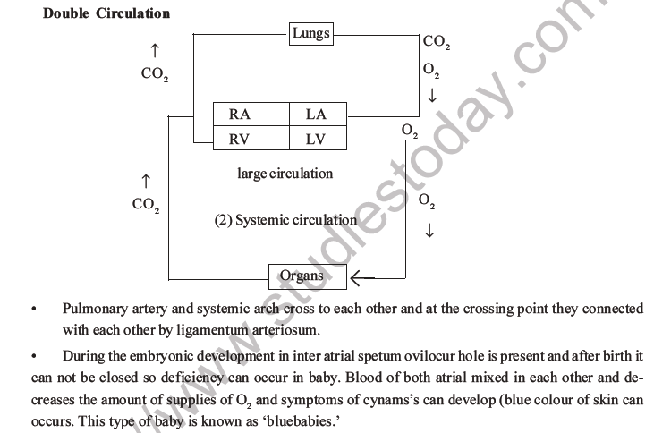 NEET Biology Body Fluids and Circulation MCQs Set B-45