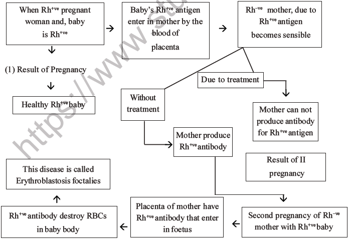 NEET Biology Body Fluids and Circulation MCQs Set B-7