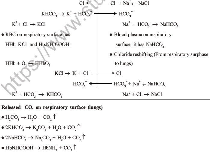 NEET Biology Breathing and Exchange of Gases MCQs Set B-14