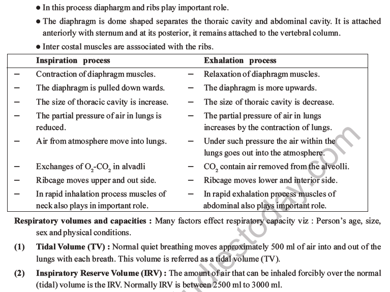 NEET Biology Breathing and Exchange of Gases MCQs Set B-5