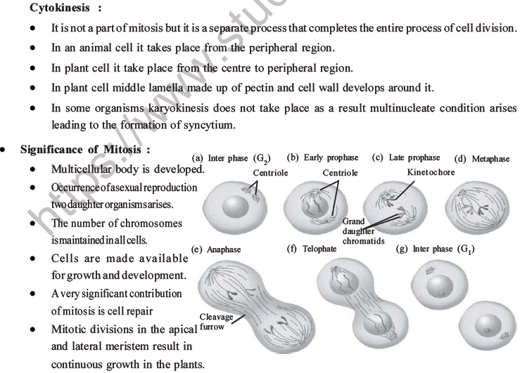 NEET Biology Cell Cycle MCQs Set A-2