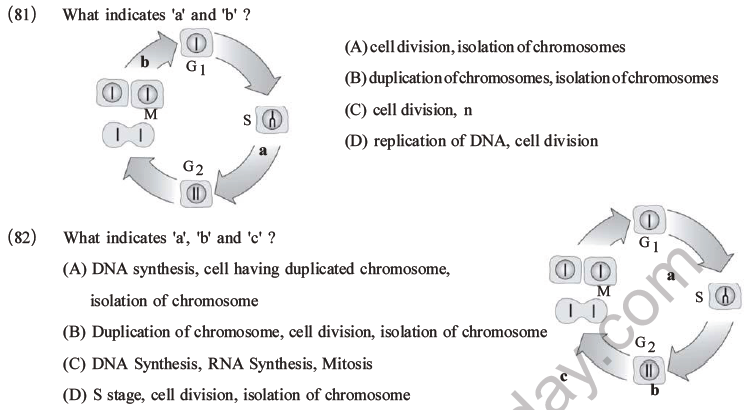 NEET Biology Cell Cycle MCQs Set A-22