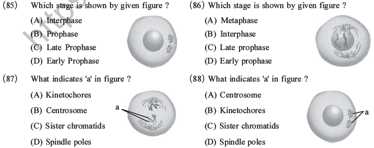 NEET Biology Cell Cycle MCQs Set A-24