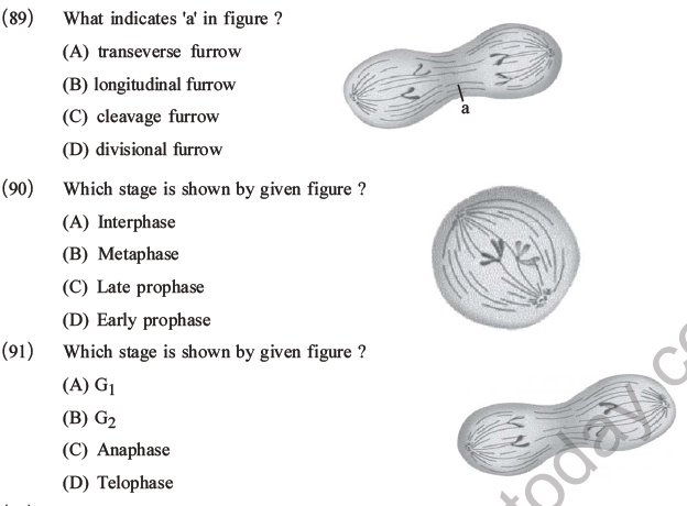 NEET Biology Cell Cycle MCQs Set A-25