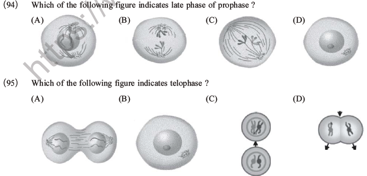 NEET Biology Cell Cycle MCQs Set A-27
