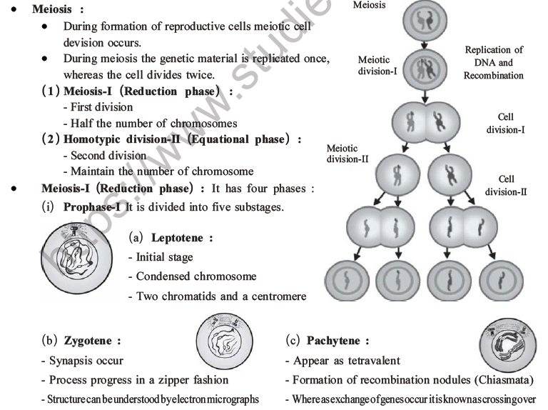 NEET Biology Cell Cycle MCQs Set A-6