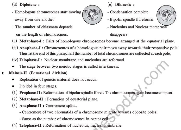 NEET Biology Cell Cycle MCQs Set A-7