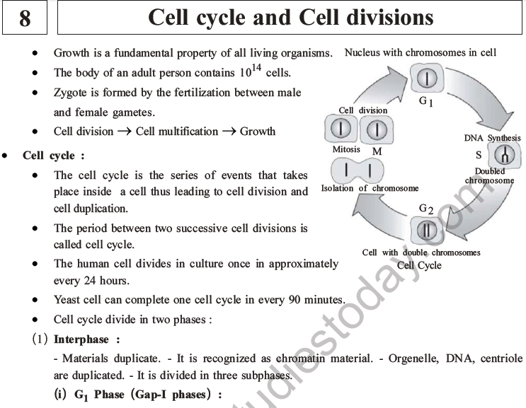 NEET Biology Cell Cycle MCQs Set A