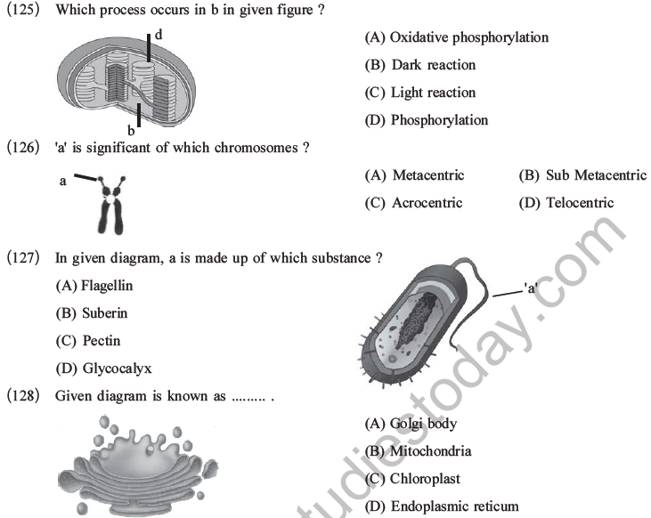 NEET Biology Cell Structure and Function MCQs Set B-31