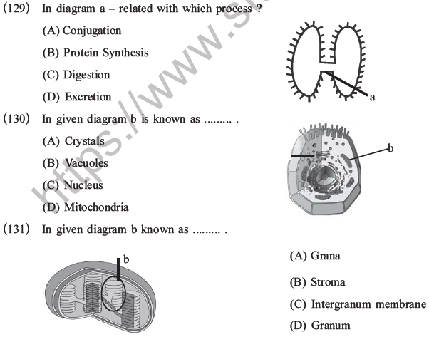 NEET Biology Cell Structure and Function MCQs Set B-32