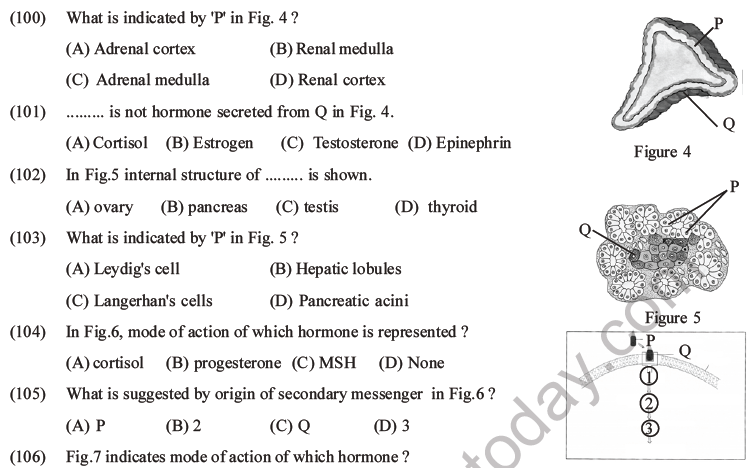 NEET Biology Chemical Coordination and Control MCQs Set B-26