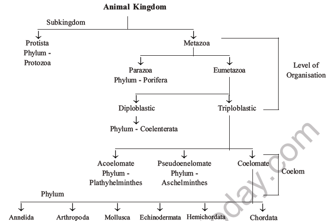 NEET Biology Classification of Animal Kingdom MCQs Set A, Multiple Choice  Questions