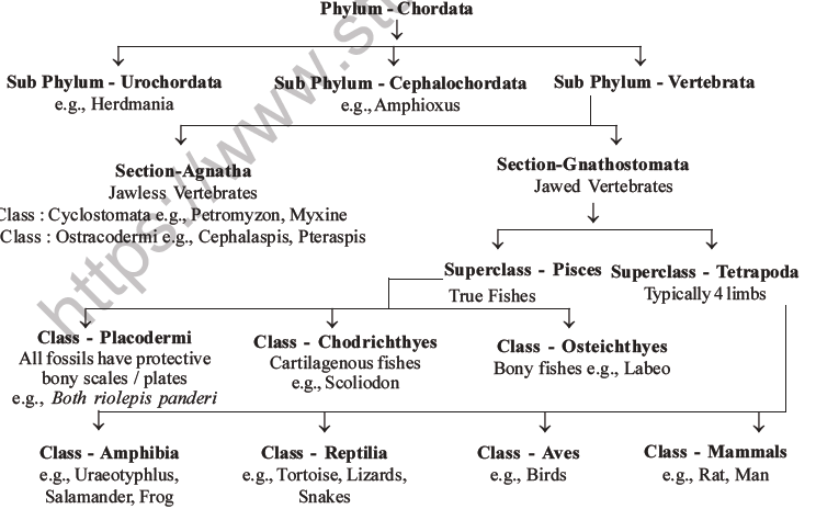 NEET Biology Classification of Animal Kingdom MCQs Set A-40