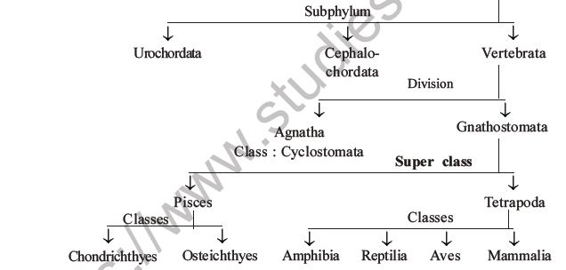 NEET Biology Classification of Animal Kingdom MCQs Set A, Multiple Choice  Questions