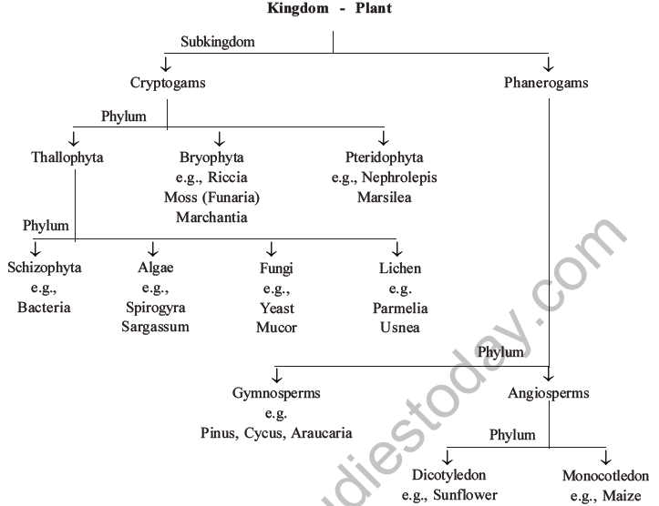 NEET Biology Classification of Plant Kingdom MCQs Set A-1