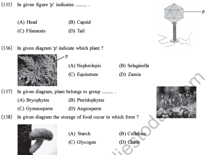 NEET Biology Classification of Plant Kingdom MCQs Set A-31
