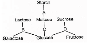 NEET Biology Digestion and Absorption MCQs Set A-5