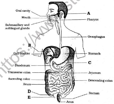 NEET Biology Digestion and Absorption MCQs Set A-6