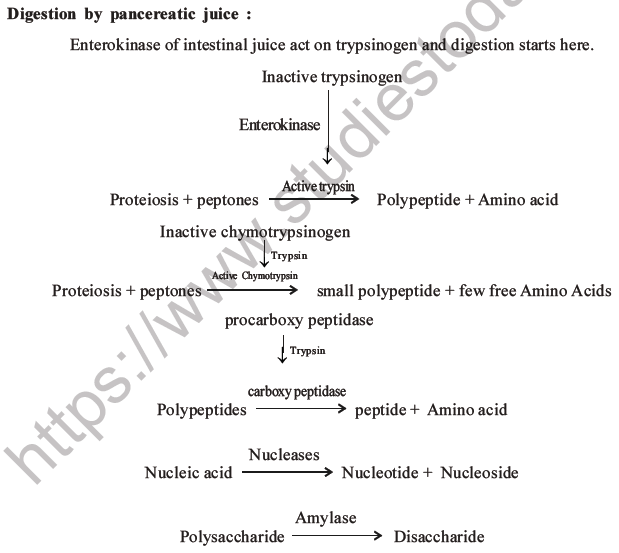 NEET Biology Digestion and Absorption MCQs Set C-12