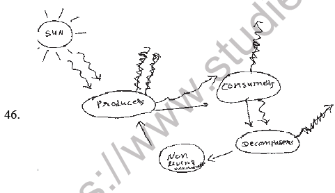 NEET Biology Ecosystem MCQs Set A-3