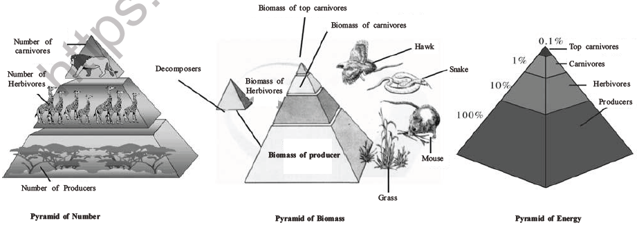 NEET Biology Ecosystem MCQs Set B-11