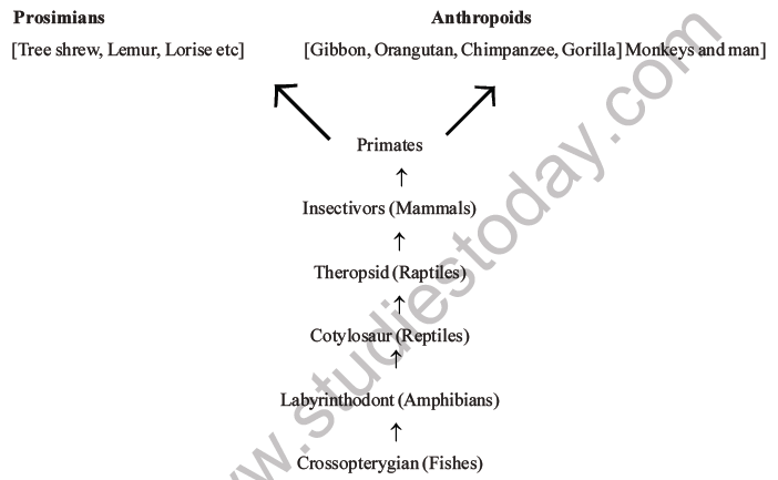 NEET Biology Evolution MCQs Set B-18