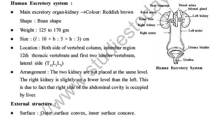 NEET Biology Excretory Products and Their Elimination MCQs Set B-2