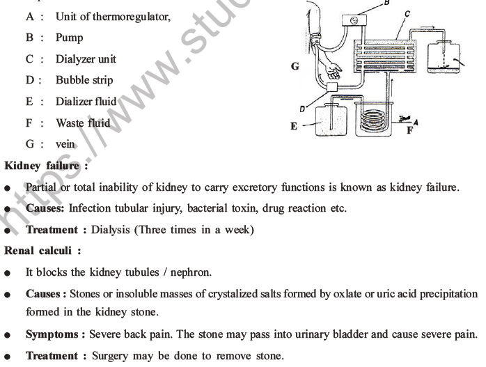NEET Biology Excretory Products and Their Elimination MCQs Set B-29