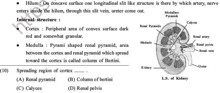 NEET Biology Excretory Products and Their Elimination MCQs Set B-3