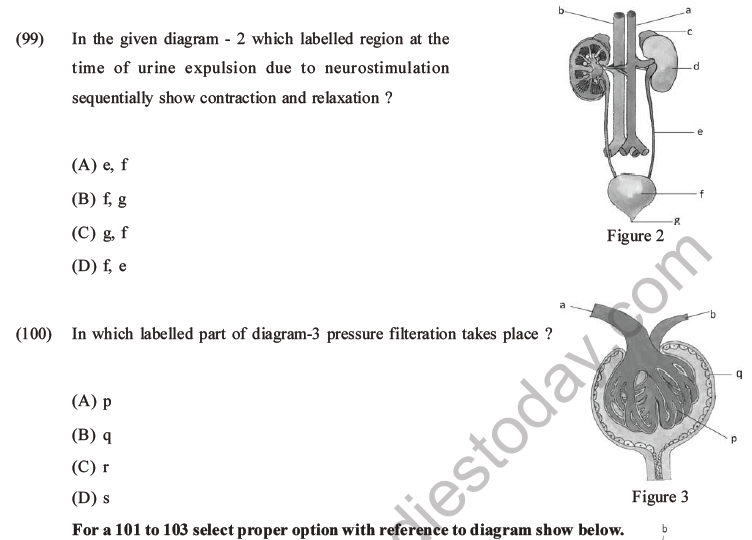 NEET Biology Excretory Products and Their Elimination MCQs Set B-40