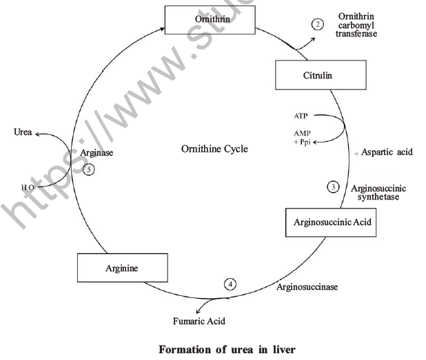 NEET Biology Excretory Products and Their Elimination MCQs Set B-43