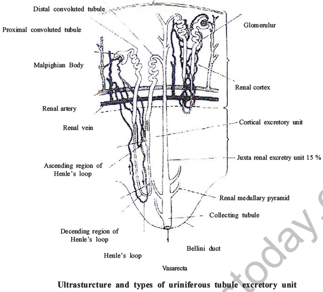 NEET Biology Excretory Products and Their Elimination MCQs Set B-9