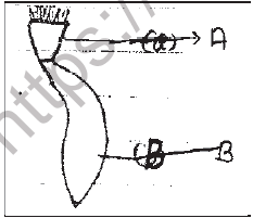 NEET Biology Growth and Development MCQs Set A