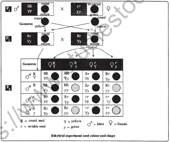 NEET Biology Heredity and Variation MCQs Set B-17