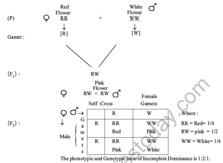 NEET Biology Heredity and Variation MCQs Set B-23