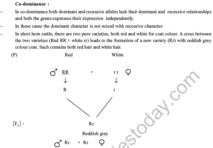 NEET Biology Heredity and Variation MCQs Set B-25