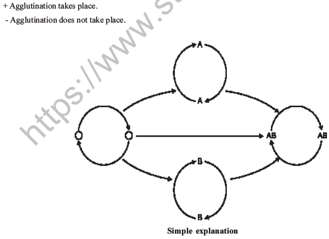 NEET Biology Heredity and Variation MCQs Set B-32