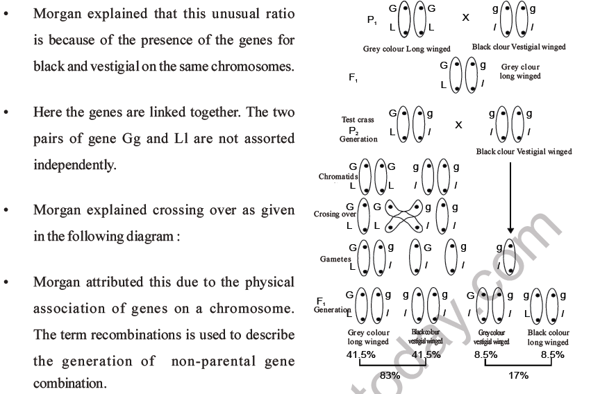 NEET Biology Heredity and Variation MCQs Set B-48