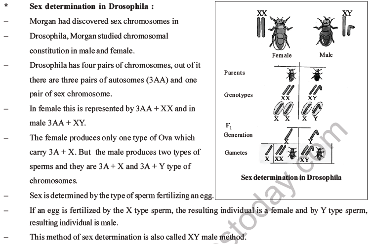 NEET Biology Heredity and Variation MCQs Set B-55