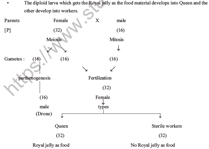 NEET Biology Heredity and Variation MCQs Set B-64