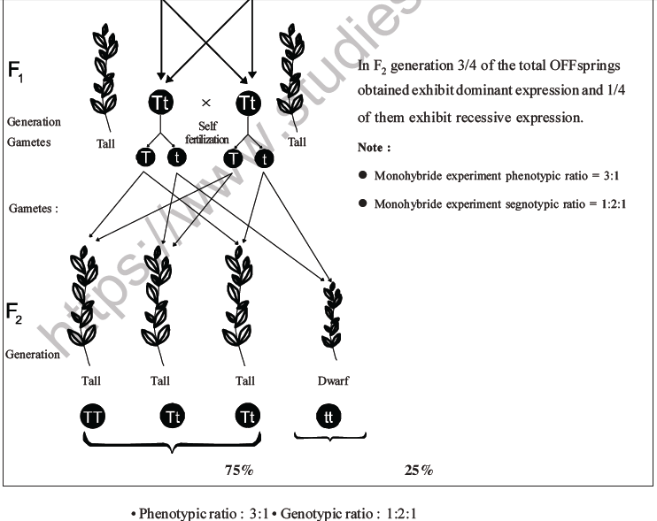 NEET Biology Heredity and Variation MCQs Set B-7