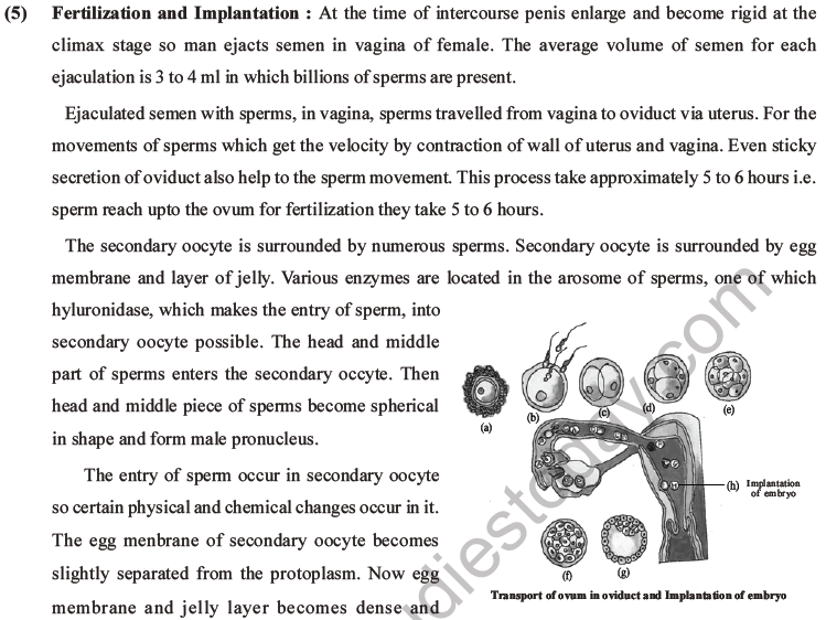 NEET Biology Human Reproduction MCQs Set A-43