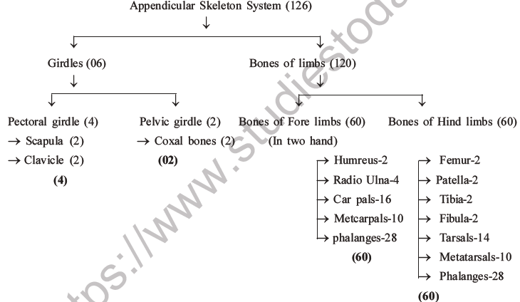 NEET Biology Locomotion and Movement MCQs Set A-11