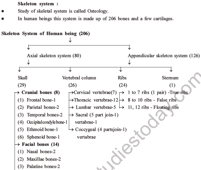 NEET Biology Locomotion and Movement MCQs Set A-5