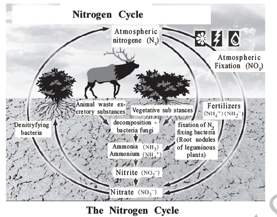 NEET Biology Mineral Nutrition MCQs Set A-21