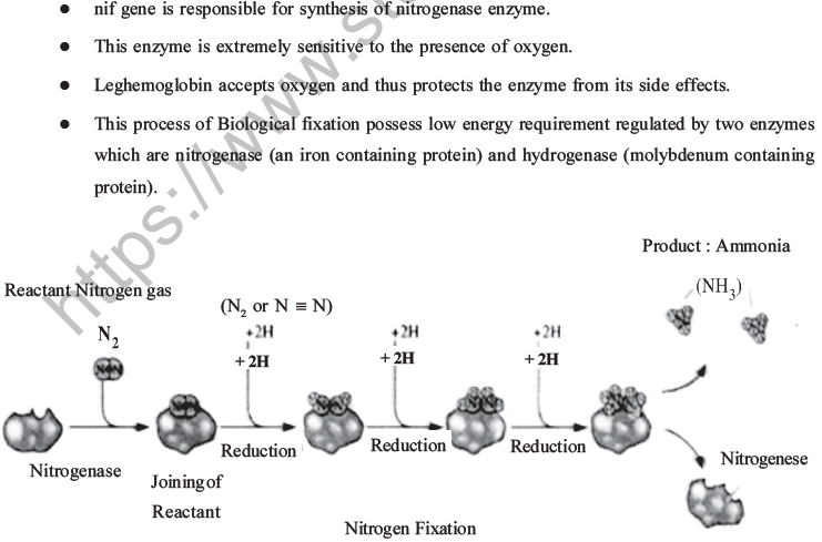 NEET Biology Mineral Nutrition MCQs Set A-25