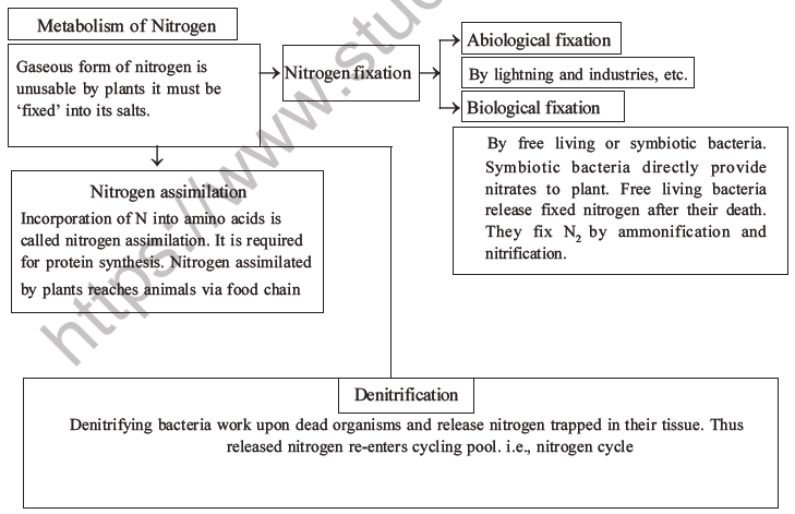 NEET Biology Mineral Nutrition MCQs Set A-51